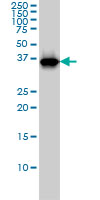 RFC4 Antibody - RFC4 monoclonal antibody (M01), clone 1C12 Western blot of RFC4 expression in K-562.