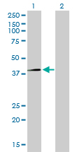 RFC4 Antibody - Western blot of RFC4 expression in transfected 293T cell line by RFC4 monoclonal antibody (M01), clone 1C12.