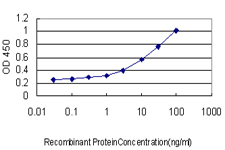 RFC4 Antibody - Detection limit for recombinant GST tagged RFC4 is approximately 0.3 ng/ml as a capture antibody.
