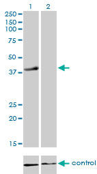 RFC4 Antibody - Western blot of RFC4 over-expressed 293 cell line, cotransfected with RFC4 Validated Chimera RNAi (Lane 2) or non-transfected control (Lane 1). Blot probed with RFC4 monoclonal antibody, clone 1C12. GAPDH ( 36.1 kD ) used as specificity a.