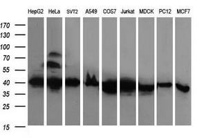RFC4 Antibody - Western blot of extracts (35ug) from 9 different cell lines by using anti-RFC4 monoclonal antibody (HepG2: human; HeLa: human; SVT2: mouse; A549: human; COS7: monkey; Jurkat: human; MDCK: canine; PC12: rat; MCF7: human).