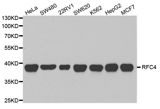 RFC4 Antibody - Western blot analysis of extracts of various cell lines.