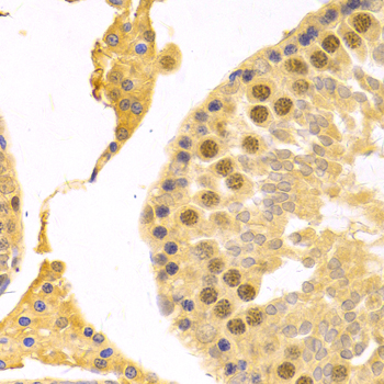 RFC4 Antibody - Immunohistochemistry of paraffin-embedded rat testis.