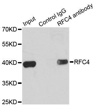 RFC4 Antibody - Immunoprecipitation analysis of 200ug extracts of K562 cells.