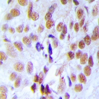 RFC4 Antibody - Immunohistochemical analysis of RFC4 staining in rat testis formalin fixed paraffin embedded tissue section. The section was pre-treated using heat mediated antigen retrieval with sodium citrate buffer (pH 6.0). The section was then incubated with the antibody at room temperature and detected using an HRP conjugated compact polymer system. DAB was used as the chromogen. The section was then counterstained with hematoxylin and mounted with DPX.