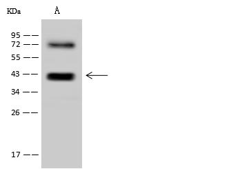RFC4 Antibody - Anti-RFC4 rabbit polyclonal antibody at 1:500 dilution. Lane A: Jurkat Whole Cell Lysate. Lysates/proteins at 30 ug per lane. Secondary: Goat Anti-Rabbit IgG (H+L)/HRP at 1/10000 dilution. Developed using the ECL technique. Performed under reducing conditions. Predicted band size: 40 kDa. Observed band size: 40 kDa.