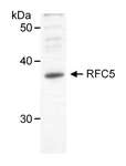 RFC5 Antibody - Detection of Human RFC5 (aka RFC36) by Western Blot. Samples: Nuclear extract (50 ug) from HeLa cells. Antibody: Affinity purified goat anti-RFC5 used at 1 ug/ml. Detection: Chemiluminescence.