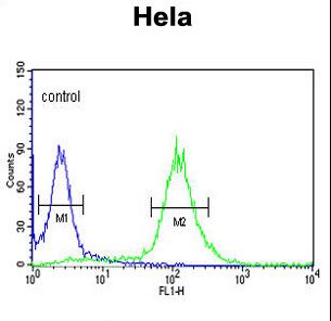 RFC5 Antibody - RFC5 Antibody (Center R185) flow cytometry of HeLa cells (right histogram) compared to a negative control cell (left histogram). FITC-conjugated goat-anti-rabbit secondary antibodies were used for the analysis.
