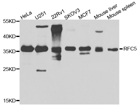 RFC5 Antibody - Western blot analysis of extracts of various cell lines.