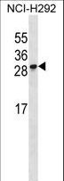 RFESD Antibody - RFESD Antibody western blot of NCI-H292 cell line lysates (35 ug/lane). The RFESD antibody detected the RFESD protein (arrow).