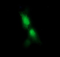 RFESD Antibody - Anti-RFESD mouse monoclonal antibody immunofluorescent staining of COS7 cells transiently transfected by pCMV6-ENTRY RFESD.