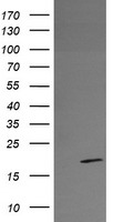 RFESD Antibody - HEK293T cells were transfected with the pCMV6-ENTRY control (Left lane) or pCMV6-ENTRY RFESD (Right lane) cDNA for 48 hrs and lysed. Equivalent amounts of cell lysates (5 ug per lane) were separated by SDS-PAGE and immunoblotted with anti-RFESD.