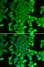RFFL Antibody - Immunofluorescence analysis of MCF-7 cells.
