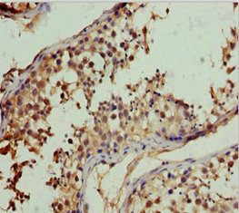 RFFL Antibody - Immunohistochemistry of paraffin-embedded human testis tissue at dilution 1:100