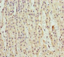 RFFL Antibody - Immunohistochemistry of paraffin-embedded human adrenal gland tissue at dilution 1:100
