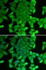 RFFL Antibody - Immunofluorescence analysis of MCF-7 cells using RFFL Polyclonal Antibody.