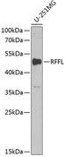 RFFL Antibody - Western blot analysis of extracts of U-251MG cells using RFFL Polyclonal Antibody at dilution of 1:1000.