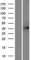 RFFL Protein - Western validation with an anti-DDK antibody * L: Control HEK293 lysate R: Over-expression lysate