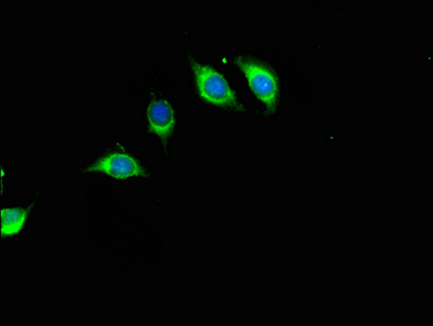 RFK Antibody - Immunofluorescent analysis of A549 cells using RFK Antibody at dilution of 1:100 and Alexa Fluor 488-congugated AffiniPure Goat Anti-Rabbit IgG(H+L)