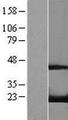 RFK Protein - Western validation with an anti-DDK antibody * L: Control HEK293 lysate R: Over-expression lysate