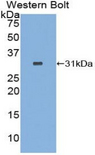 RFNG Antibody - Western blot of recombinant RFNG.  This image was taken for the unconjugated form of this product. Other forms have not been tested.