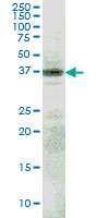 RFNG Antibody - RFNG monoclonal antibody (M08), clone 6C7 Western Blot analysis of RFNG expression in HepG2.