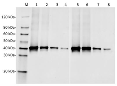 RFP / Red Fluorescent Protein Antibody - Western Blot of recombinant human Protein Red with two independent antibodies: Human Protein Red Antibody (9D1) and Human Protein Red Antibody (11B3). The correlated pattern indicates the high specificity of these two antibodies. Lane 1: 50 ng Recombinant human Protein Red Lane 2: 25 ng Recombinant human Protein Red Lane 3: 10 ng Recombinant human Protein Red Lane 4: 5 ng Recombinant human Protein Red Lane 5: 50 ng Recombinant human Protein Red Lane 6: 25 ng Recombinant human Protein Red Lane 7: 10 ng Recombinant human Protein Red Lane 8: 5 ng Recombinant human Protein Red Primary Antibody: Lane 1~4: Human Protein Red Antibody (9D1) 1 µg/ml Lane 5~8: Human Protein Red Antibody (11B3) (H&L) [IRDye8°°] (Licor,926-32211)