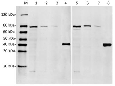 RFP / Red Fluorescent Protein Antibody - Western Blot of K562 cell lysates with two independent antibodies: Human Protein Red Antibody (9D1) and Human Protein Red Antibody (11B3). The different concentration of cell lysates indicate high specificity and sensitivity of the antibody. Lane 1: 50 µg K562 cell Lysate Lane 2: 25 µg K562 cell Lysate Lane 3: 10 µg K562 cell Lysate Lane 4: 30 ng Recombinant human Protein Red Lane 5: 50 µg K562 cell Lysate Lane 6: 25 µg K562 cell Lysate Lane 7: 10 µg K562 cell Lysate Lane 8: 30 ng Recombinant human Protein Red Primary Antibody: Lane 1~4: Human Protein Red Antibody (9D1) 1 µg/ml Lane 5~8: Human Protein Red Antibody (11B3) (H&L) [IRDye8°°] (Licor,926-32211)