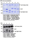 RFP / Red Fluorescent Protein Antibody