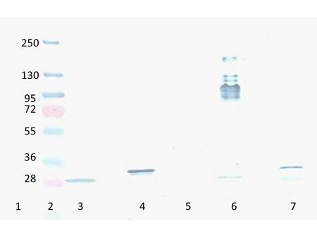 RFP / Red Fluorescent Protein Antibody - Western Blot of Mouse Anti-RFP antibody. Lane 1: YFP protein. Lane 2: Prestained Molecular Weight Marker. Lane 3: Reduced RFP control Protein. Lane 4: Reduced mCherry. Lane 5: GFP protein. Lane 6: Non-Reduced RFP control Protein. Lane 7: Non-Reduced mCherry. Load: 300ng per lane. Primary antibody: RFP antibody at 1:2000 in  Secondary antibody: HRP anti-Mouse secondary antibody at 1:10,000