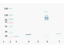 RFP / Red Fluorescent Protein Antibody - Western Blot of Mouse Anti-RFP antibody. Lane 1: YFP protein. Lane 2: Prestained Molecular Weight Marker. Lane 3: Reduced RFP control Protein. Lane 4: Reduced mCherry. Lane 5: GFP protein. Lane 6: Non-Reduced RFP control Protein. Lane 7: Non-Reduced mCherry. Load: 300ng per lane. Primary antibody: RFP antibody at 1:2000 in MB-070 for 3 hours at RT. Secondary antibody: HRP anti-Mouse secondary antibody at 1:10,000 in MB-070 for 60 min at RT. Substrate: TMBM-100 for 20 min. Predicted/Observed size: ~27 kDa.