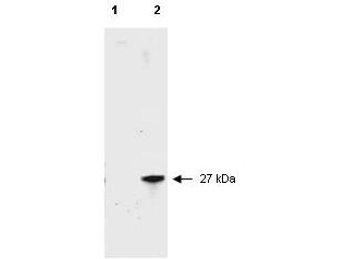 RFP / Red Fluorescent Protein Antibody - Anti-RFP Antibody - Western Blot. Western blot of RFP recombinant protein detected with polyclonal anti-RFP antibody. Lane 1 shows no reaction against a GFP recombinant protein present in 10 ug of HeLa cell extract. Lane 2 shows a single band detected in 10 ug of a HeLa lysate containing RFP recombinant protein as a 27 kD band. A 4-12% Bis-Tris gradient gel (Invitrogen) was used for SDS-PAGE. The membrane was blocked and then probed with Anti-RFP diluted 1:2500 for 1 h at RT followed by washes and reaction with a 1:5000 dilution of IRDye800 conjugated Goat-a-Rabbit IgG [H&L] MX (. IRDye800 fluorescence image was captured using the Odyssey Infrared Imaging System developed by LI-COR. IRDye is a trademark of LI-COR, Inc. Other detection systems will yield similar results.