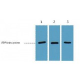 RFP Tag Antibody - Western blot of RFP-Tag antibody