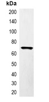 RFP Tag Antibody - Immunoprecipitation of RFP-tagged protein from HEK293T cells transfected with vector overexpressing RFP tag; using Anti-RFP-tag Antibody.