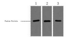 RFP Tag Antibody - Western Blot analysis of 1ug RFP fusion protein using RFP-Tag Monoclonal Antibody at dilution of 1) 1:3000 2) 1:5000 3) 1:10000.