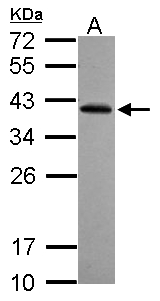RFPL2 Antibody - Sample (30 ug of whole cell lysate) A: NT2D1 12% SDS PAGE RFPL2 antibody diluted at 1:1000