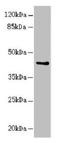 RFPL2 Antibody - Western blot All lanes: RFPL2 antibody at 3.41µg/ml + MCF-7 whole cell lysate Secondary Goat polyclonal to rabbit IgG at 1/10000 dilution Predicted band size: 43, 33, 36 kDa Observed band size: 43 kDa