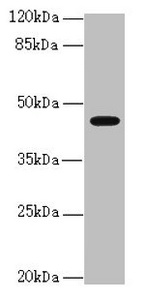 RFPL2 Antibody - Western blot All Lanes:RFPL2 antibody at 3.36ug/ml +MCF7 whole cell lysate Goat polyclonal to rabbit at 1/10000 dilution Predicted band size: 43,33,36 kDa Observed band size: 42 kDa