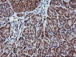 RFPL3 Antibody - IHC of paraffin-embedded Human pancreas tissue using anti-RFPL3 mouse monoclonal antibody.