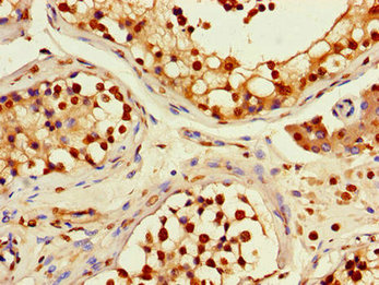 RFPL4B Antibody - Immunohistochemistry of paraffin-embedded human testis tissue using RFPL4B Antibody at dilution of 1:100