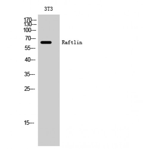 RFTN1 / Raftlin Antibody - Western blot of Raftlin antibody
