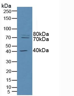 RFTN1 / Raftlin Antibody - Western Blot; Sample: Human Hela Cells.