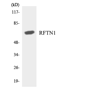 RFTN1 / Raftlin Antibody - Western blot analysis of the lysates from RAW264.7cells using RFTN1 antibody.