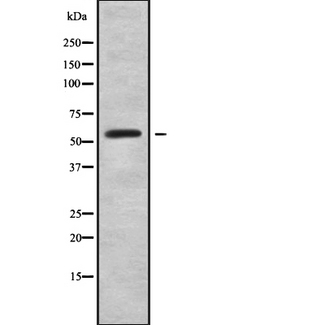 RFTN2 Antibody - Western blot analysis of RFTN2 using A549 whole cells lysates