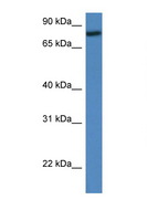 RFWD2 / COP1 Antibody - RFWD2 antibody Western blot of Mouse Thymus lysate. Antibody concentration 1 ug/ml.  This image was taken for the unconjugated form of this product. Other forms have not been tested.