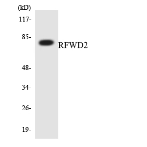 RFWD2 / COP1 Antibody - Western blot analysis of the lysates from HepG2 cells using RFWD2 antibody.