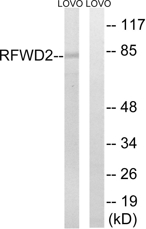 RFWD2 / COP1 Antibody - Western blot analysis of lysates from LOVO cells, using RFWD2 Antibody. The lane on the right is blocked with the synthesized peptide.