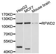 RFWD2 / COP1 Antibody - Western blot analysis of extracts of various cell lines, using RFWD2 antibody at 1:1000 dilution. The secondary antibody used was an HRP Goat Anti-Rabbit IgG (H+L) at 1:10000 dilution. Lysates were loaded 25ug per lane and 3% nonfat dry milk in TBST was used for blocking. An ECL Kit was used for detection and the exposure time was 60s.