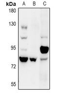 RFWD2 / COP1 Antibody - Western blot analysis of COP1 expression in mouse testis (A), rat testis (B), Hela (C) whole cell lysates.