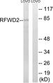RFWD2 / COP1 Antibody - Western blot analysis of extracts from LOVO cells, using RFWD2 antibody.
